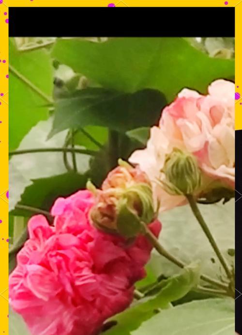 芙蓉花的寓意象征是什么？芙蓉花代表了哪些美好含义？