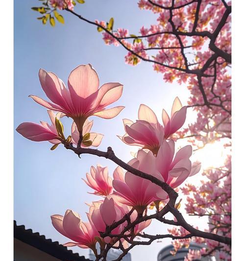鸿福的花语是什么？如何正确表达鸿福的含义？