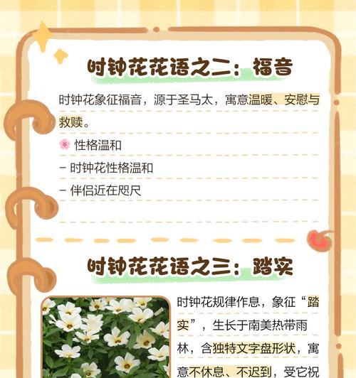 “爱你不止现在”花语代表什么含义？常见疑问解答？