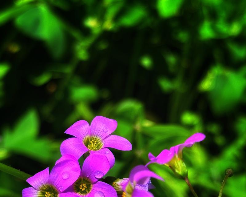 寓意不求人含义的花是什么？这种花的象征意义有哪些？