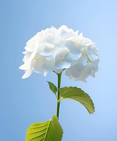 路边送的花代表什么？这些花的象征意义是什么？