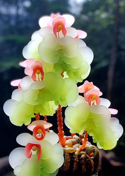 路边送的花代表什么？这些花的象征意义是什么？
