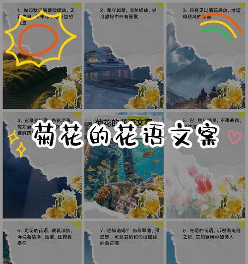小邹菊花语是什么意思？如何理解小邹菊花的花语含义？