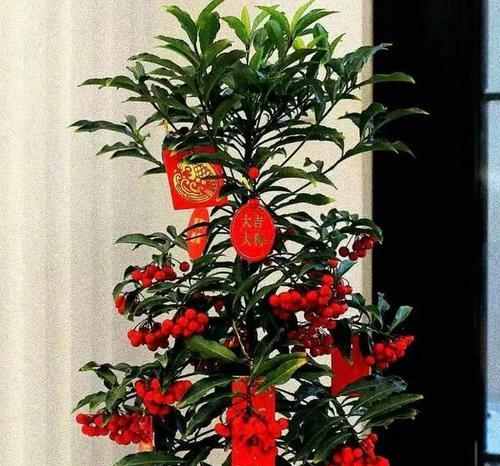 四根花的寓意是什么？如何解读四根花的象征意义？