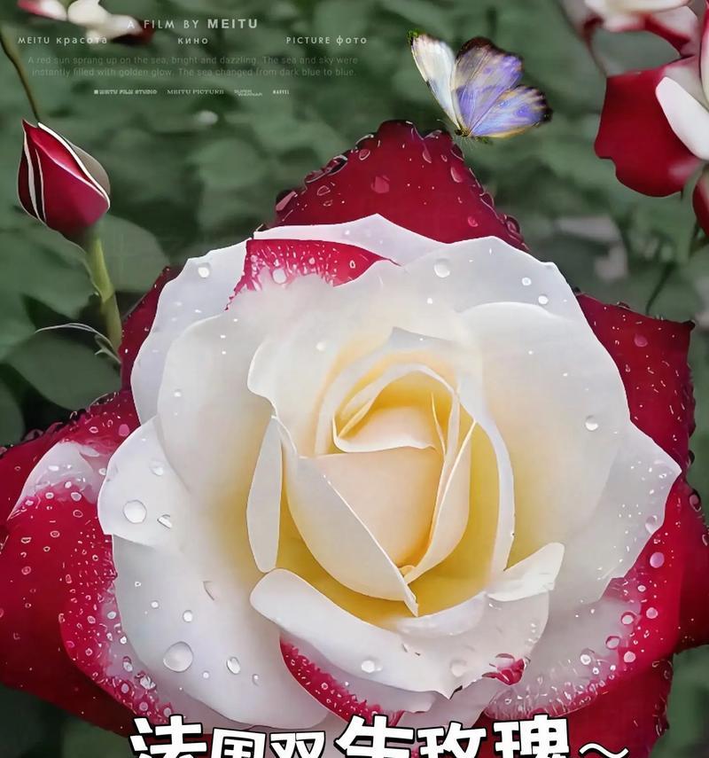 四根花的寓意是什么？如何解读四根花的象征意义？