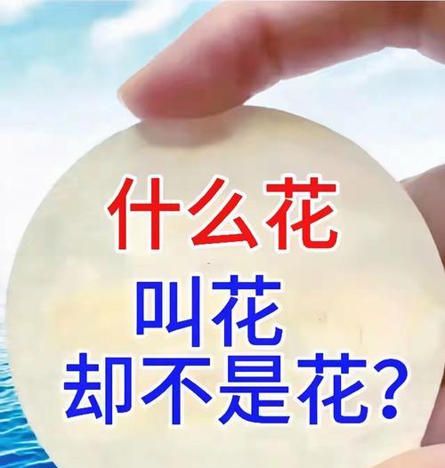 什么花的寓意是骂人？揭秘花卉语言背后的含义？