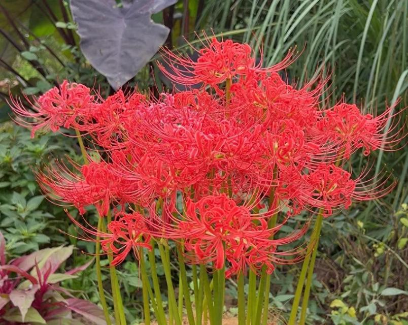 什么花的寓意是骂人？揭秘花卉语言背后的含义？