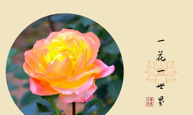 四时花的寓意和忌讳是什么？如何正确摆放以求好运？