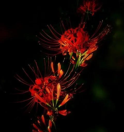卷帘花的寓意是什么？如何正确理解卷帘花的象征意义？