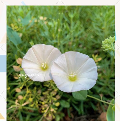 友情美好寓意的花是什么花？哪种花象征着深厚的友情？