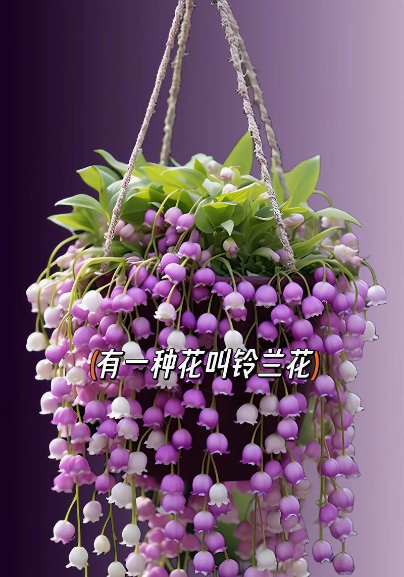 友情美好寓意的花是什么花？哪种花象征着深厚的友情？