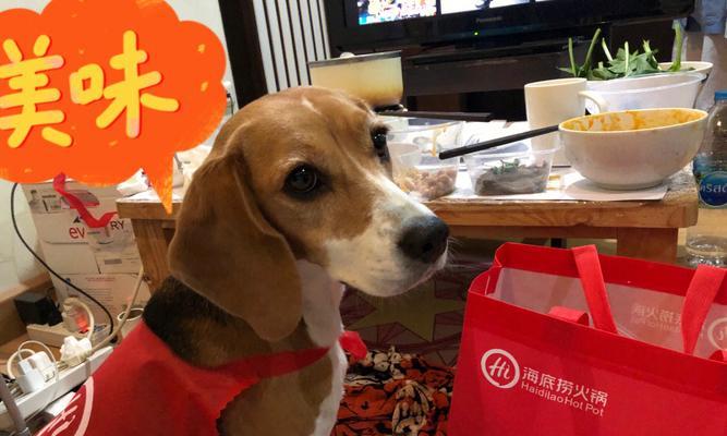 比格的花语是什么？了解比格花的含义和象征意义？