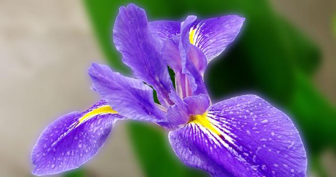 象征自由与开朗的花是什么花？这种花的花语有哪些含义？