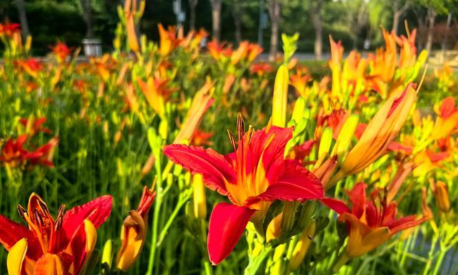 象征自由与开朗的花是什么花？这种花的花语有哪些含义？