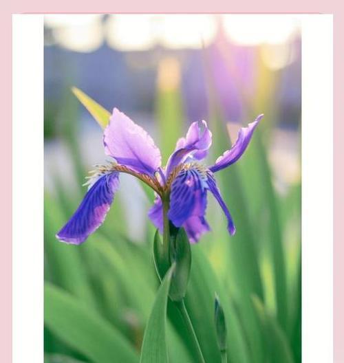 象征自由与开朗的花是什么花？这种花的花语有哪些含义？