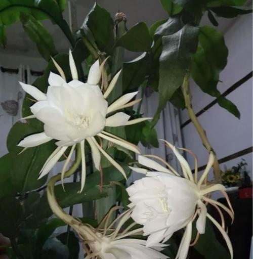 花昙的寓意象征是什么？花昙花语有哪些含义？