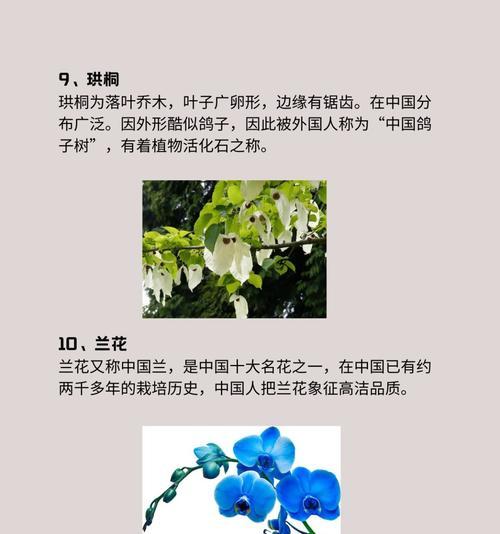 花昙的寓意象征是什么？花昙花语有哪些含义？