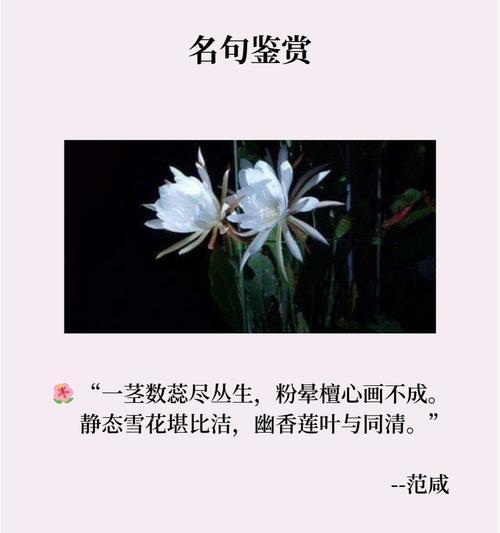 花昙的寓意象征是什么？花昙花语有哪些含义？