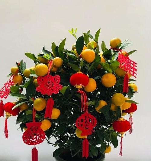 寓意好脾气的花是什么花？哪种花象征着温和与耐心？