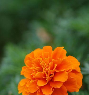 橙色菊花代表什么含义？花语解读与送花建议？