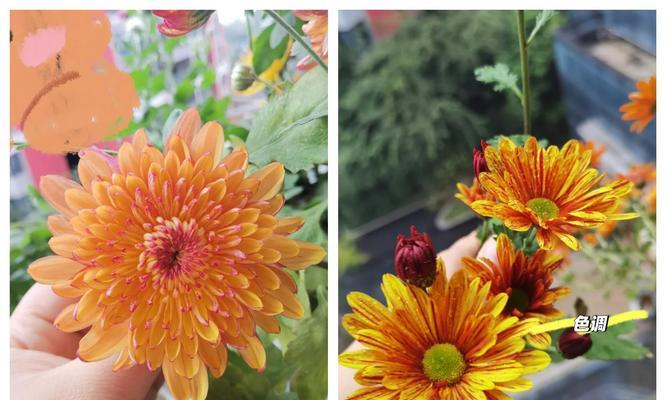 橙色菊花代表什么含义？花语解读与送花建议？