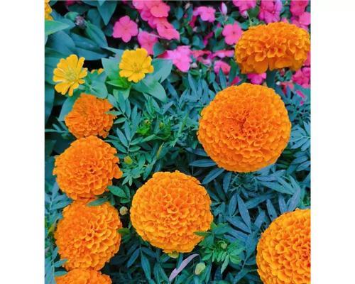 橙色菊花代表什么含义？花语解读与送花建议？