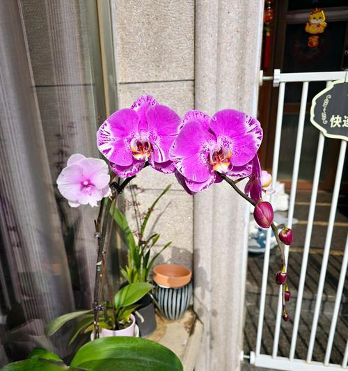 白灼花的含义和象征是什么？如何正确理解白灼花的花语？