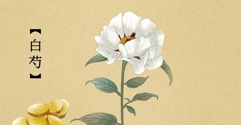 白灼花的含义和象征是什么？如何正确理解白灼花的花语？