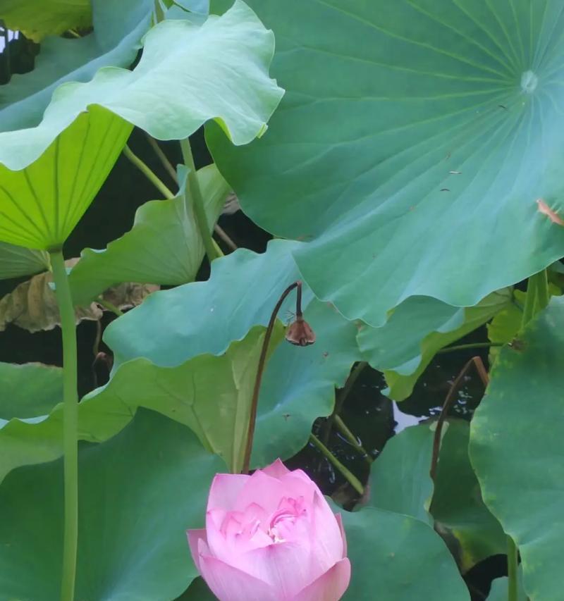 象征物理的花是什么花啊？物理象征意义的花卉有哪些？