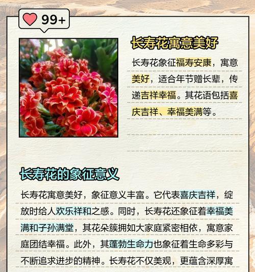 赤阳花的寓意和象征是什么？如何正确理解赤阳花的深层含义？