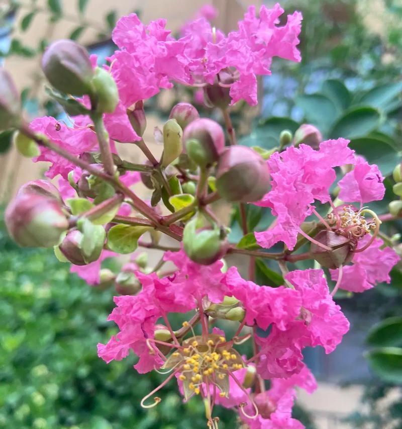 象征自控的花语是什么花？哪种花代表自我控制？