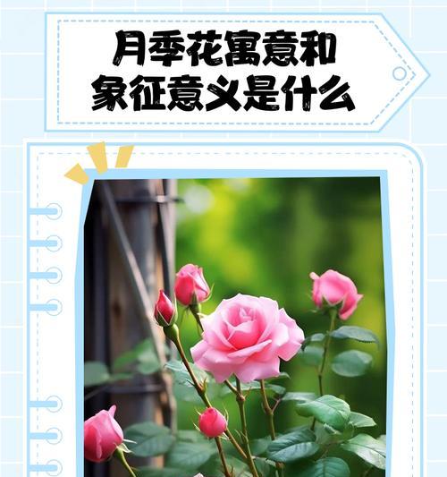 一个花的意义和象征是什么？如何理解花的深层含义？