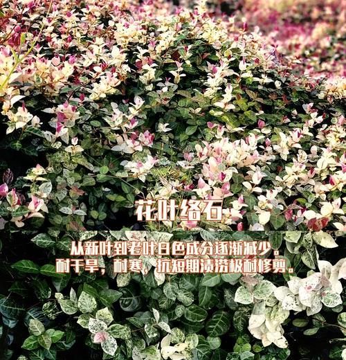 熊猫堇的花语是什么？这种植物有哪些特别含义？