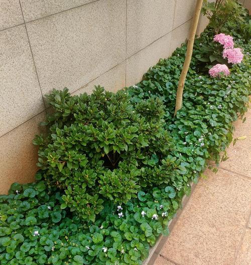 熊猫堇的花语是什么？这种植物有哪些特别含义？