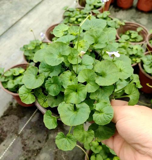 熊猫堇的花语是什么？这种植物有哪些特别含义？