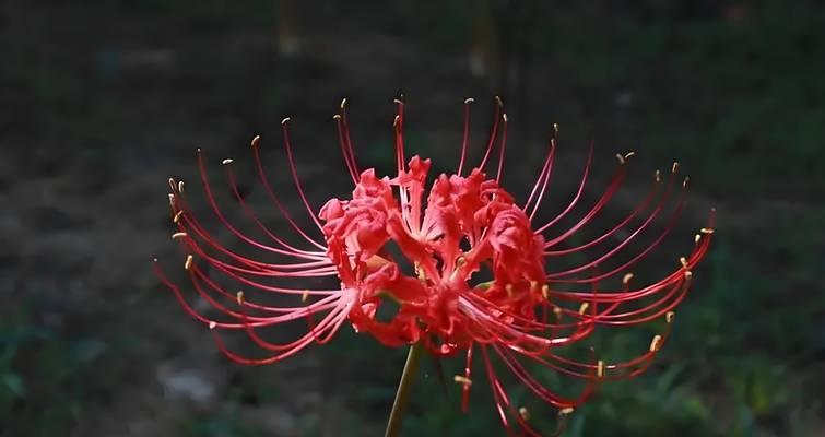 彼岸花象征胜利吗？探究彼岸花背后的含义？