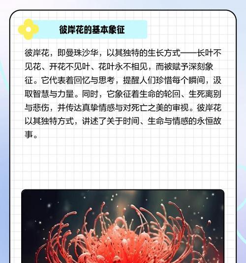 彼岸花象征胜利吗？探究彼岸花背后的含义？