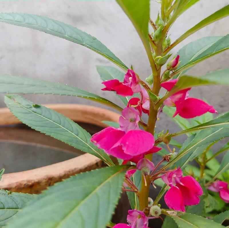 凤仙花的花语是什么？如何用凤仙花表达情感？