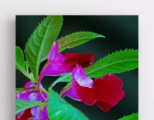 凤仙花的花语是什么？如何用凤仙花表达情感？