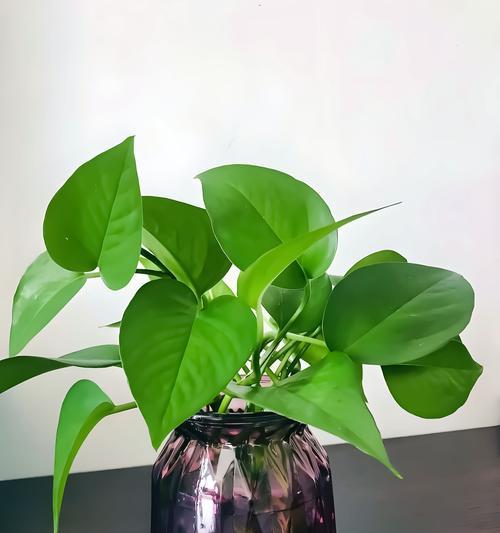 迎春柳花语代表什么含义？迎春柳的象征意义有哪些？