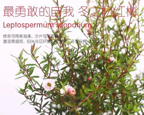 迎春柳花语代表什么含义？迎春柳的象征意义有哪些？