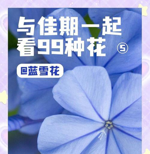 蓝色花有哪些花名？它们各自代表什么寓意？