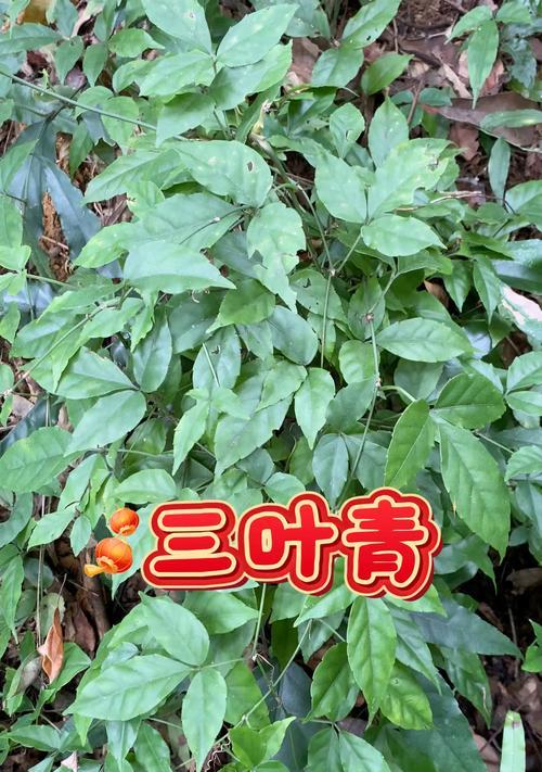 三叶花的寓意是什么？佩戴三叶花有哪些禁忌？
