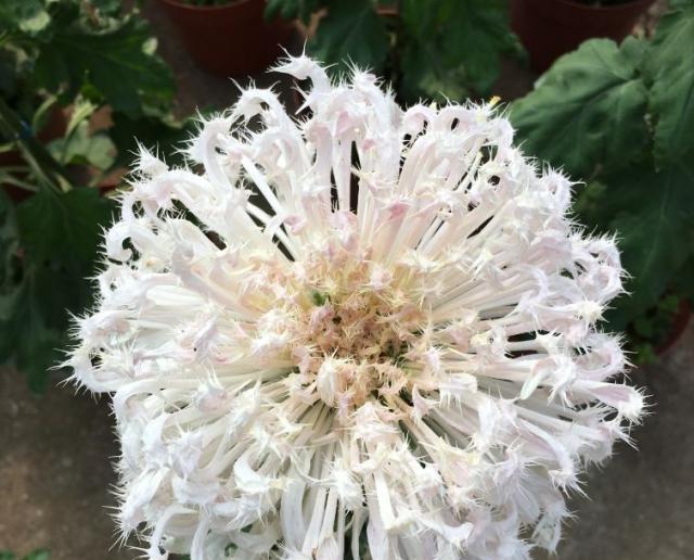 象征纯白高尚的花是什么花？这种花的花语有哪些含义？