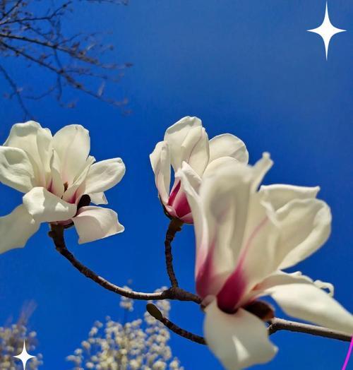 象征纯白高尚的花是什么花？这种花的花语有哪些含义？