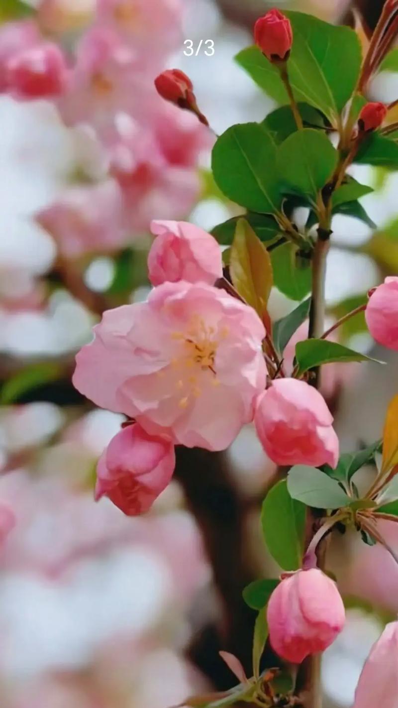 春天的什么花象征着亲情？亲情花语有哪些？