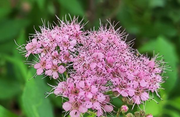 8月9号象征的花是什么？如何找到这一天的花卉含义？