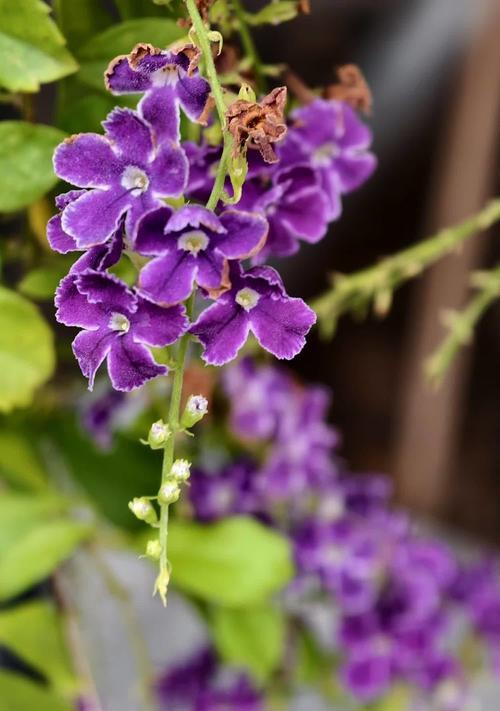 8月9号象征的花是什么？如何找到这一天的花卉含义？