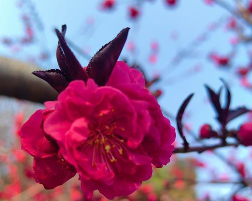 象征见证的花是什么花？它代表了什么含义？