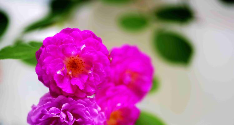 象征见证的花是什么花？它代表了什么含义？
